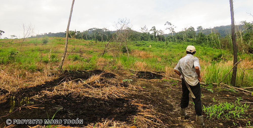 deforestacion en habitat del tocon